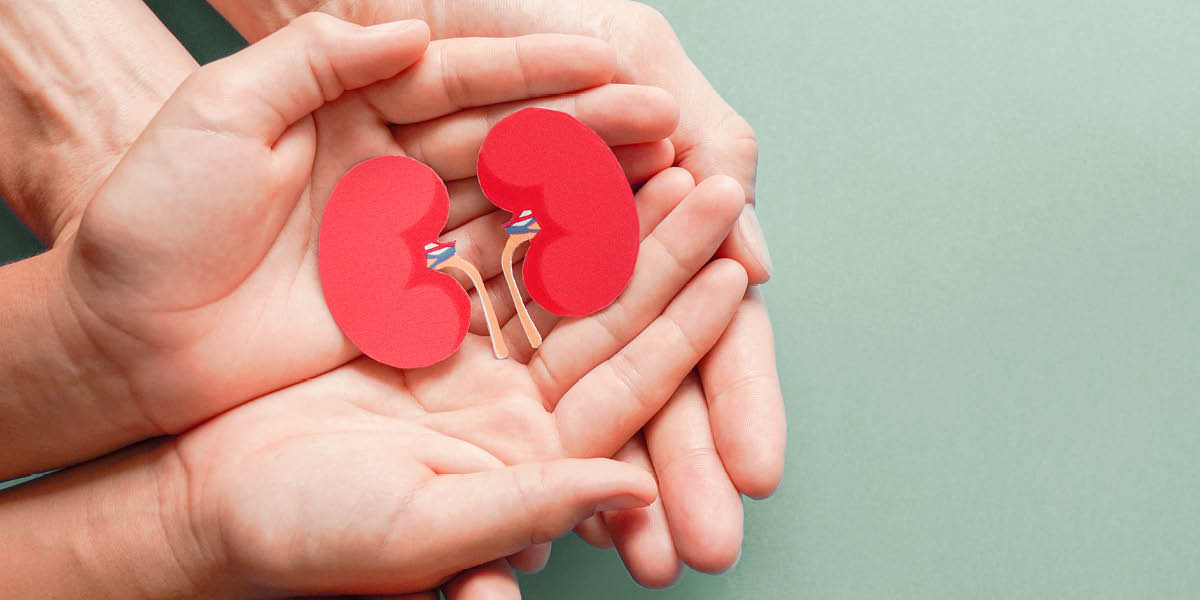 Kidneys - A pair of hands holding a paper cutout of a pair of kidneys